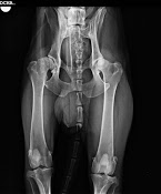 Radiografia perro con displasia
