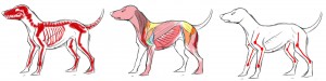 anatomia dogs