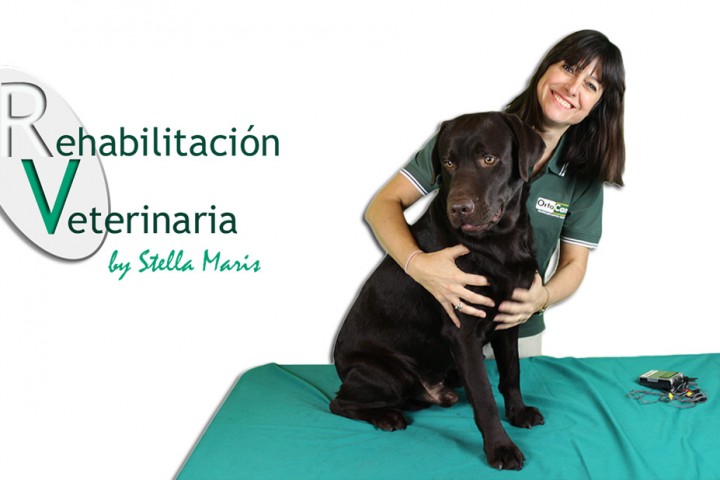 Foto portada | Rehabilitación Veterinaria